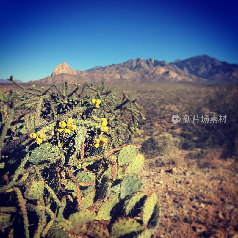 亚利桑那州图森地区的仙人掌。Coronado NF。